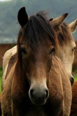 Poster for Manipuri Pony