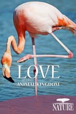 Poster for Nature: Love in the Animal Kingdom