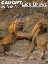 Poster for Caught in the Act: Lion Brawl
