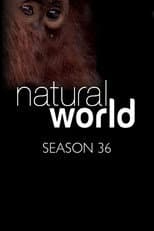 Poster for Season 36