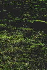 Poster for Untitled / Aubrac