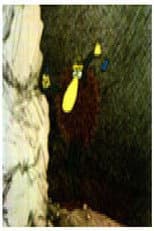 Poster for Leonardo - Creator