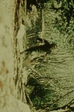Poster for Fall Creek
