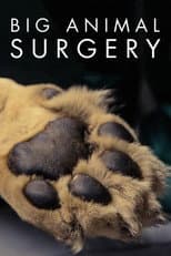Poster for Big Animal Surgery