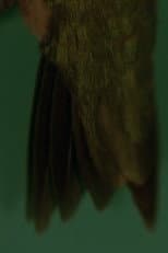 Poster for How a Sprig of Fir Would Replace a Feather