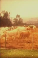 Poster for Cows