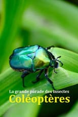Poster for Fabulous Insects - Beetles