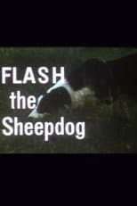 Poster for Flash the Sheepdog