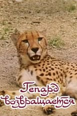 Poster for The Cheetah Comes Back