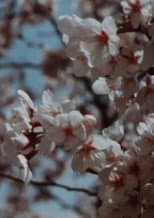 Poster for Sakura, Sakura
