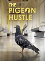 Poster for The Pigeon Hustle