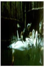 Poster for Birds and Fish