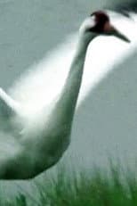 Poster for A Great White Bird