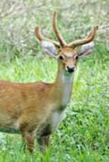 Poster for Sangai: The Dancing Deer of Manipur
