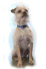 Poster for Pretty Little Doggie