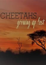 Poster for Cheetahs: Growing Up Fast