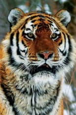 Poster for Operation Snow Tiger
