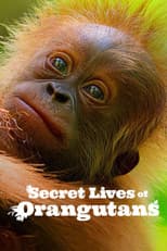 Poster for Secret Lives of Orangutans