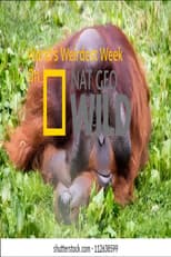Poster for World's Weirdest Week