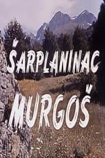 Poster for Murgosh - The Sharplaninec