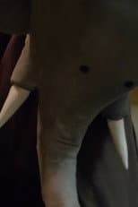 Poster for Un éléphant me regarde
