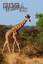 Poster for Wildlife on One