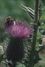 Poster for Thistledown