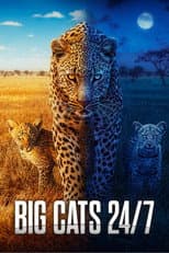 Poster for Big Cats 24/7