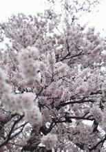 Poster for Cherry Blossom on My Palm