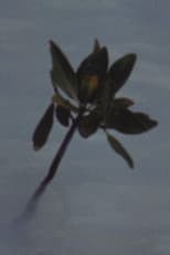 Poster for Mangrove Ring