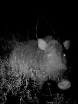 Poster for Camera Trap