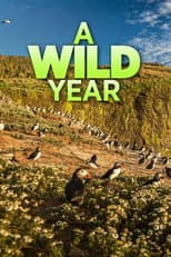 Poster for A Wild Year