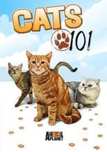Poster for Cats 101