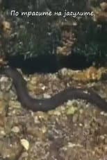Poster for Following the Traces of the Eels