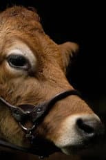 Poster for A Feeling of Home: The Making of First Cow