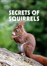 Poster for Secrets of Squirrels