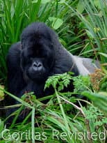 Poster for Gorillas Revisited with Sir David Attenborough