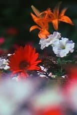 Poster for Fleurs