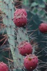 Poster for Black Cactus