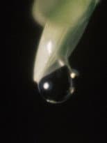 Poster for Raindrop