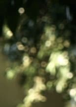 Poster for Glimmering