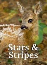 Poster for Stars and Stripes