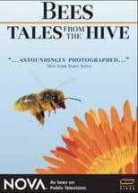 Poster for Bees - Tales from the Hive