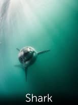 Poster for Shark: Beneath the Surface