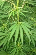 Poster for Le cannabis - Une plante entre le bien et le mal