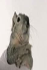 Poster for Western Gray Squirrel