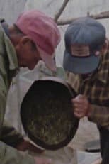Poster for Wild Rice