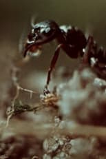 Poster for Ant Trails