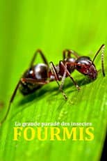 Poster for Fabulous Insects - Ants