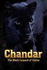 Poster for Chandar, the Black Leopard of Ceylon